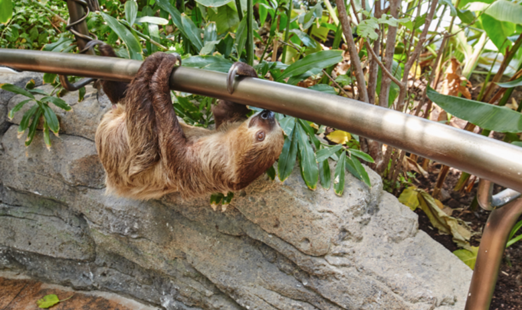 Green Planet Dubai City Walk Sloth