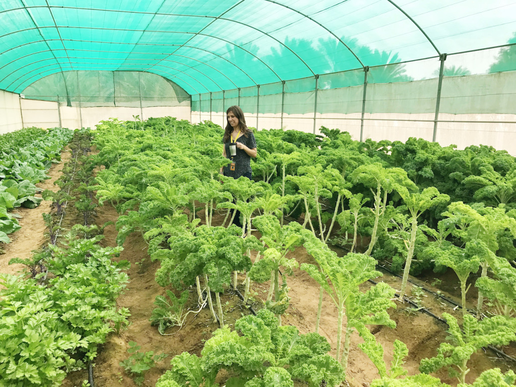 Greenheart Organic Farms 2